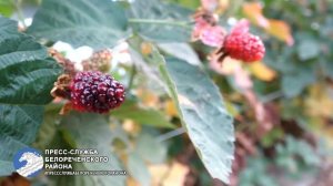 ЛПХ ежевика