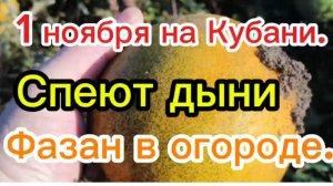 Спеют дыни.Фазан в огороде.