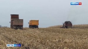 Рязанские ученые выводят новые сорта пшеницы