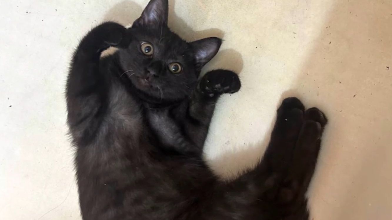 День черной кошки. Такое утро