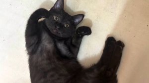 День черной кошки. Такое утро