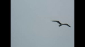 Новый Год Стучится В Двери