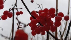 Калину не собираем, оставляем птичкам.