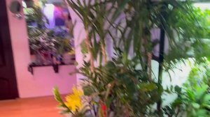 Использование фитоламп