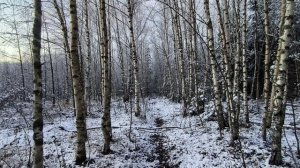 Вечер в заснеженном лесу. ч.2. Ноябрь 2025