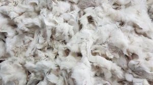 Коробка № АЕ291    Обрезки кожи, кролик