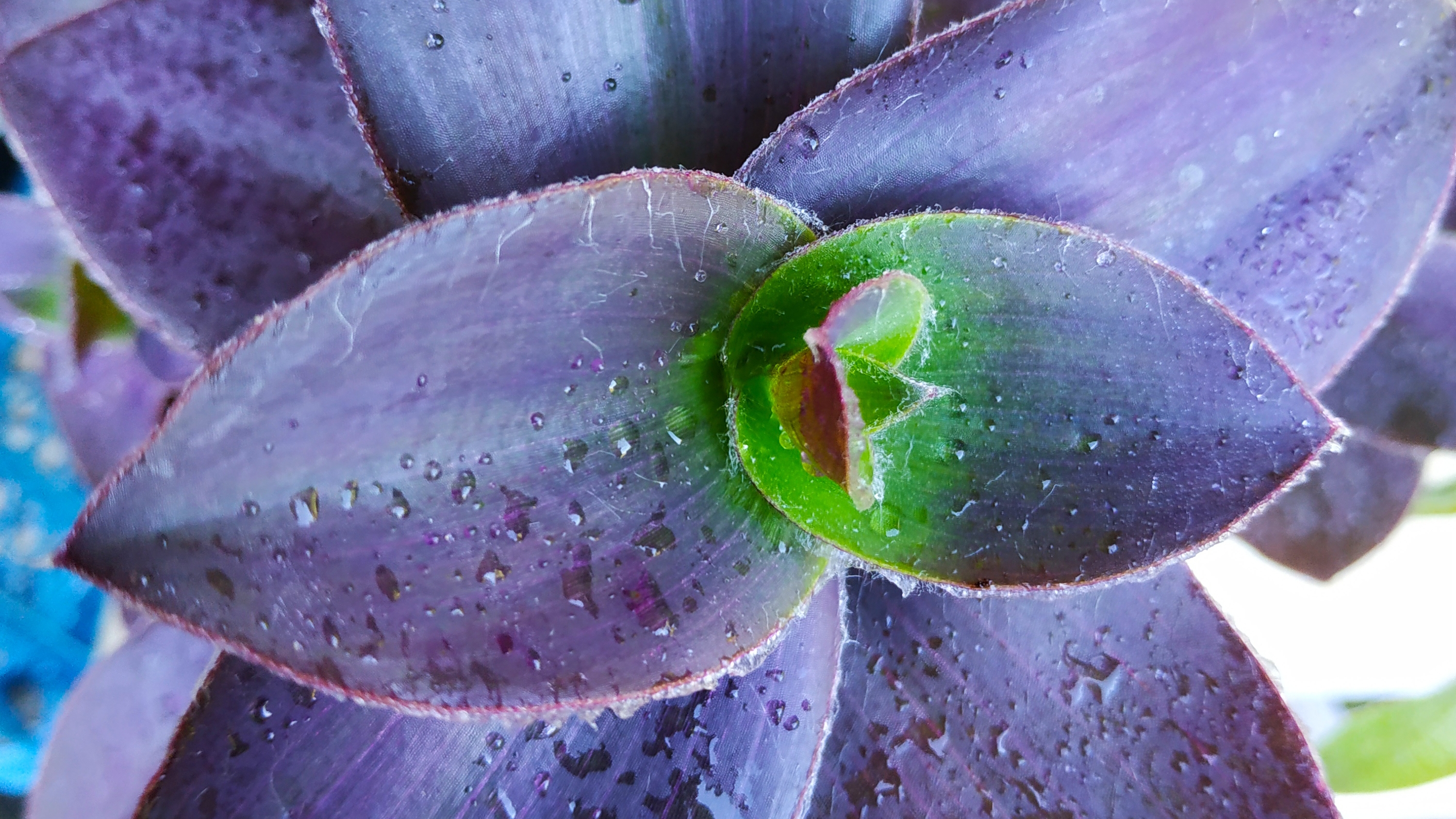 Обновление традесканции Pallida pale puma