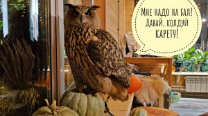 Сова филин Ёль никуда не спешит, но попадает туда, куда ей нужно. Опять ледяную лягушеньку достала