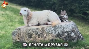 Ягнята и друзья 🐑 Веселые истории из жизни животных 😂 (8)