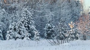 Более 300 проверок и два нарушителя: в Томской области продолжается операция «Ель»