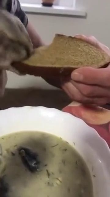 эй,хлеб возьми 🍞🐈😁 Суп без хлеба не едят...