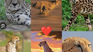 Грустная история про гепарда 🐆 /wild Kraft/