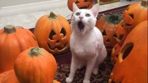 Весёлый коктейль. Пирожки-5. По следам Хэллоуина и Тыквенного Спаса