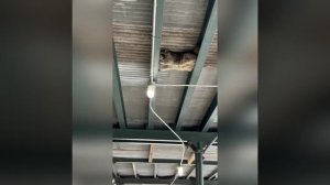 еноты повторяют путь собак и кошек в эволюции (5)