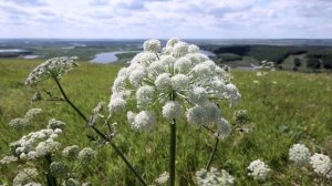 Природный заказник "СВИЯЖСКИЙ"