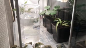 ПОКУПКИ С ВБ//КАК РАСТЁТ ЭУСТОМА //СОБИРАЮ СВОИ СЕМЕНА//