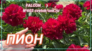 ПИОН "FALCON"/Сад Ворошиловой