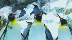 МЕЛОДИИ ДЛЯ СПОКОЙСТВИЯ И УСПОКОЕНИЯ. МУЗЫКА ДЛЯ ОТДЫХА И СНА.