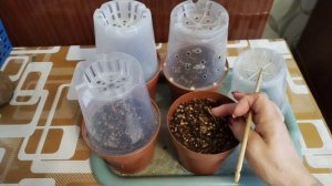 Антуриумы на передержку, промежуточное видео 🤭