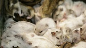 маме от Миланы