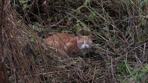 Котик с мкб в анамнезе и корм с высоким белком