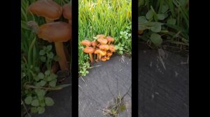 17.11 ПРОГУЛКА