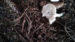 15-11-2025 Сажаю тюльпаны.день третий.Пересаживаю лилию.