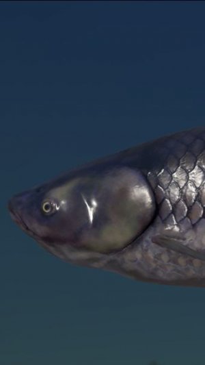 РР4 ! АМУР СТАРЫЙ ОСТРОГ !!!