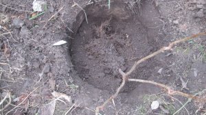 Посадка черной смородины осенью