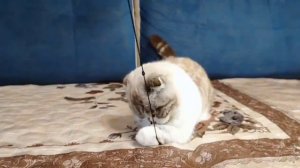 Фолмакс на 31-й выставке кошек PCA 15-16 ноября 2025г