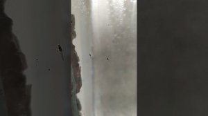 Взрослая тля