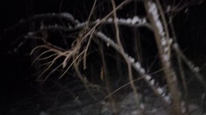 В лесу: золотые унитазы Украины или о политической культуре государственных политических элит 🤔