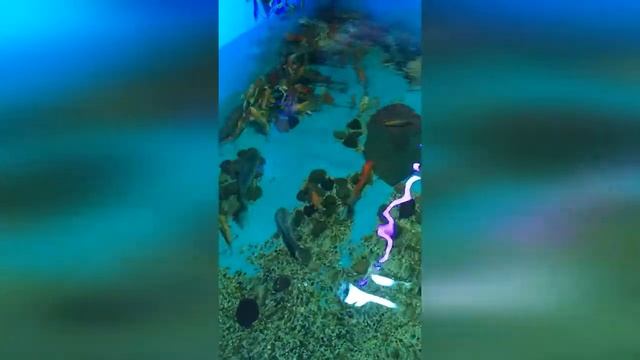 Краснодарский край. Ейск. Океанариум. Место, которое стоит посетить в отпуске. смотреть онлайн