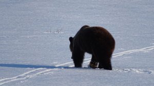 Косолапый гость.