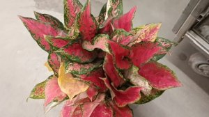 Поставка орхидей Лемана ПРО г.Волгоград 17.11.25