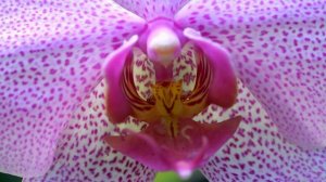 Relaxing Smith - relaja tu vida