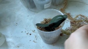 Пересаживаю орхидеи из фласки спустя 4 месяца