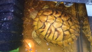 Красноухие черепахи 🐢 утро. Умная 🤓 колонка Алиса рассказывает анекдоты. 17-11-2025