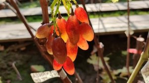 АЗИЯ+ДУБОВСКИЙ!!!🍇🍇🍇 НОВИНКА ОТ КАЛУГИНА!!! Telegram, WhatsApp и Vlber +79528500417.