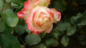 13=11=2025  уни  ПВН  (104)