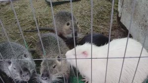 ОЧАРОВАШКИ...