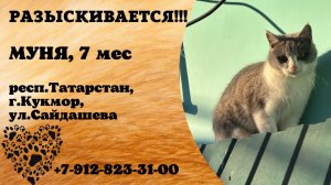 Пропала кошка! МУНЯ, 7 мес. респ.Татарстан, г.Кукмор.