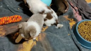 #продающенковчихуахуа +79215950848 #цены от 50 тр #купитьщенкачихуахуапродаю