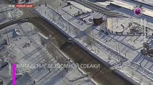 Глава СКР контролирует расследование дела о нападении бродячей собаки на ребенка в Нижневартовске