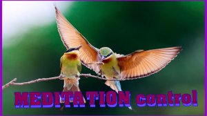 Орлиное перо