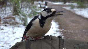 Белки. Дятел. Снег. Дождь. Холодно. Зарисовка