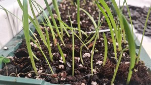 Гиппеаструм из семян.