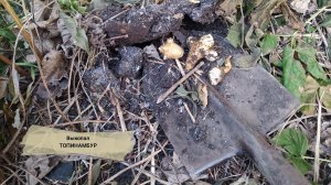 Выкопал топинамбур и пожарил как картошку