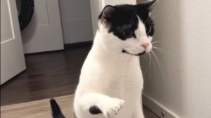 Смешные котики! 🐱🐱🐱🐱🐱🐱🐱