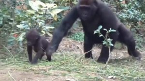 Гориллово царство? Гориллова фазенда?1000041245.mp4